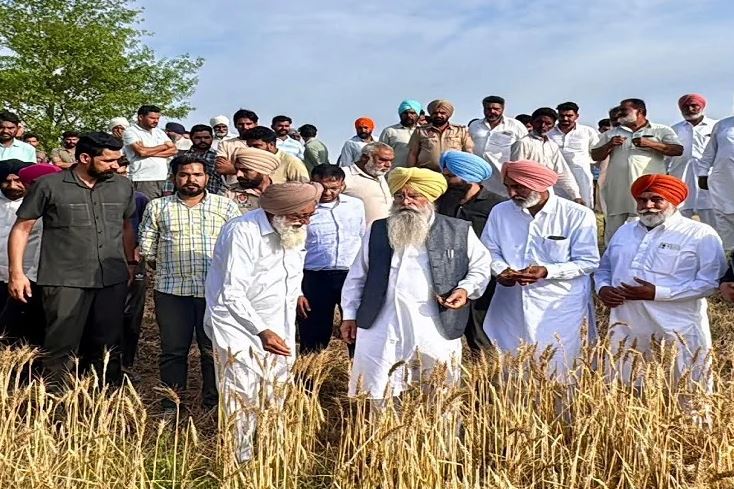 ਫਸਲਾਂ ਦੇ ਨੁਕਸਾਨ ਦਾ ਮੁਲਾਂਕਣ ਕਰਨ ਲਈ 500 ਤੋਂ ਵੱਧ ਖੇਤੀਬਾੜੀ ਵਿਭਾਗ ਦੇ ਕਰਮਚਾਰੀ ਤਾਇਨਾਤ: ਗੁਰਮੀਤ ਸਿੰਘ ਖੁੱਡੀਆਂ